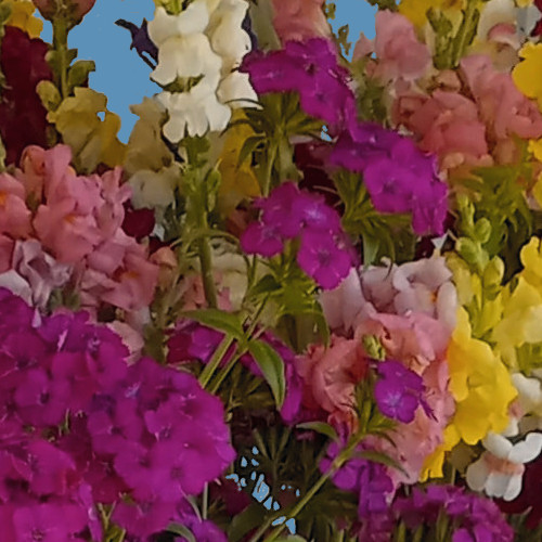 May Flowers Bouquet Image