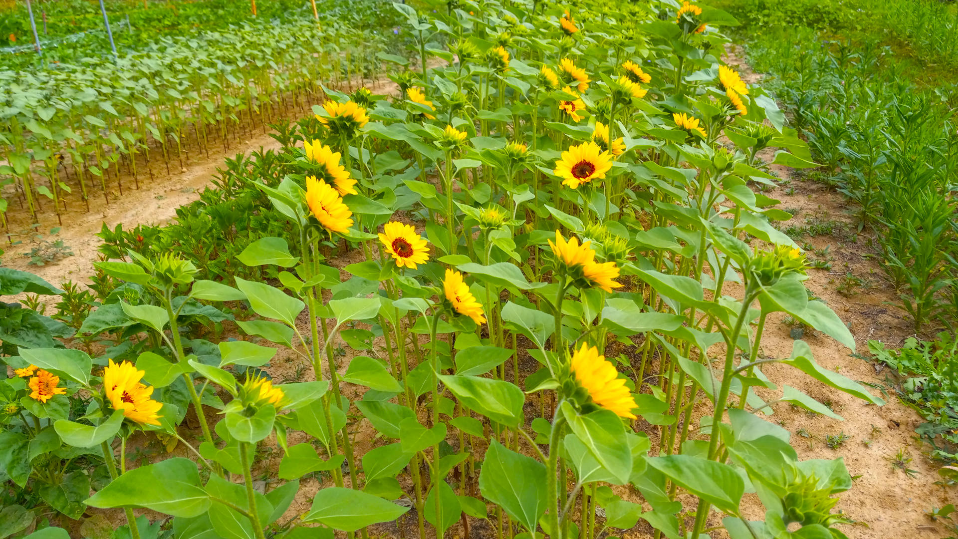 Flowers